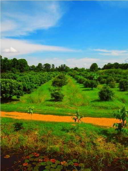 Therdthai Farm Boutique Hotel Sukhothai Esterno foto